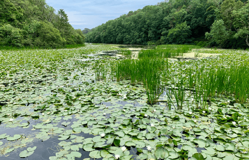 idyllic mill pond on a summer's day in South Pembrokeshire