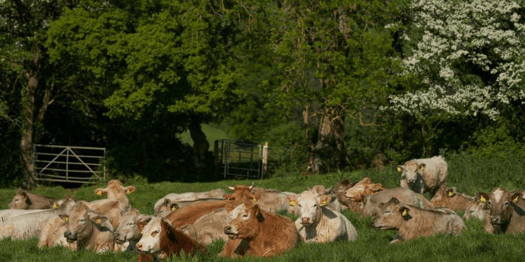 Cattle in outskirts of Bath
