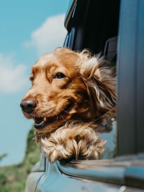 Dog in car