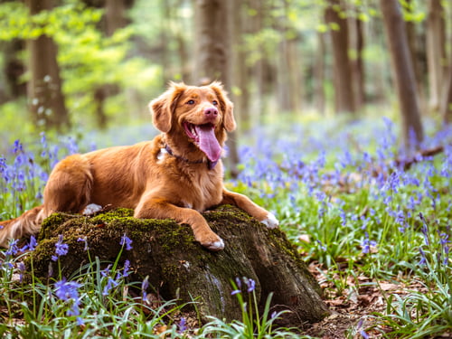 Happydog