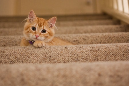cats pets fluffy kittens
