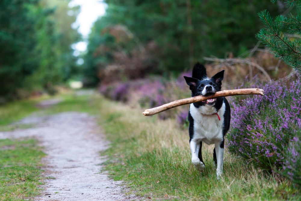 shutterstock_1213663249-1