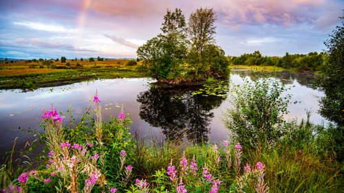 Beautiful lake in Tregaron